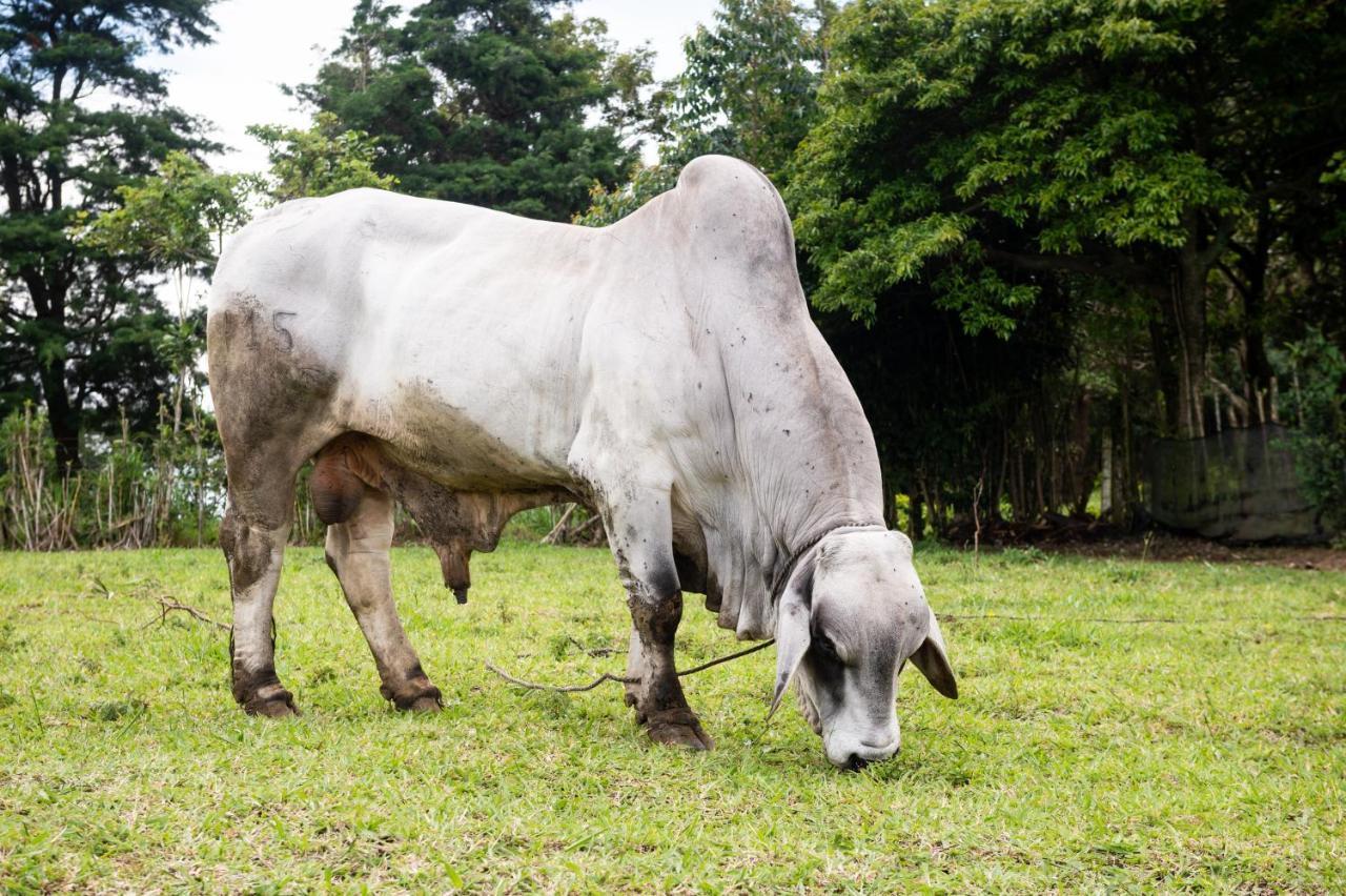 Hotel & Spa Escondite De La Montana Sabana Redonda Eksteriør bilde